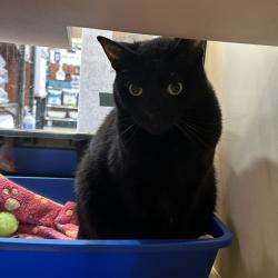 Shelter Stray Male Cat last seen , 361 S Raymond Ave, Pasadena, CA 91105, USA