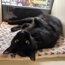 Shelter Stray Male Cat last seen , 361 S Raymond Ave, Pasadena, CA 91105, USA