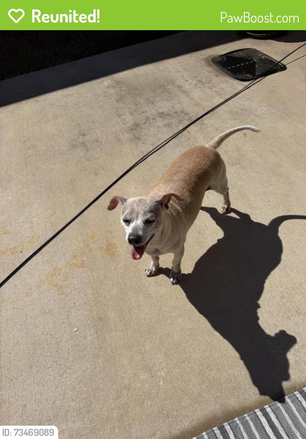 Reunited Male Dog last seen Country Club Rd Near Family Dollar, Garland, TX 75040