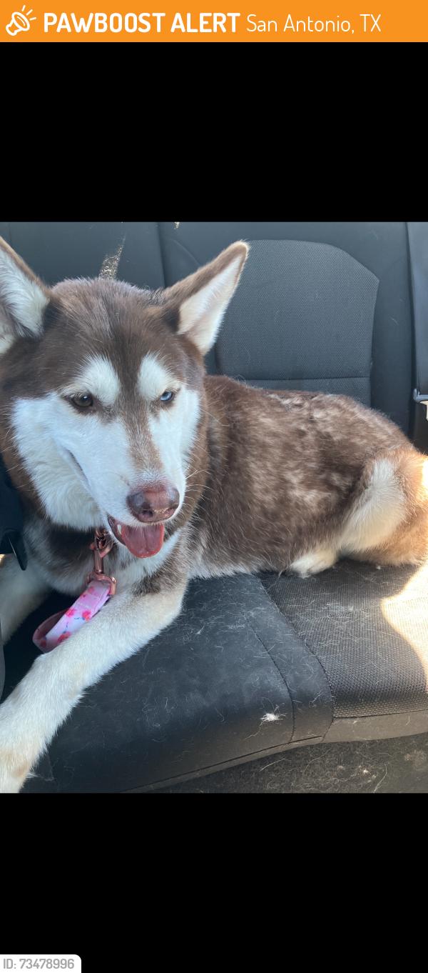 Found/Stray Female Dog last seen Wurbach Pkwy, San Antonio, TX 78217