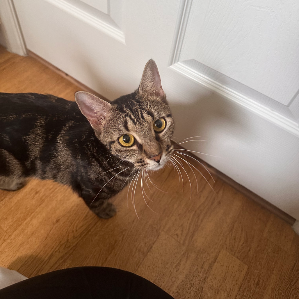 Shelter Stray Female Cat last seen , 8020 Washington St, Port Richey, FL 34668, USA