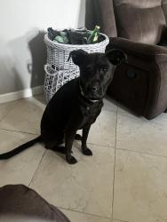 Lost Female Dog last seen 15th Ave and 169th st, North Miami Beach, FL 33162