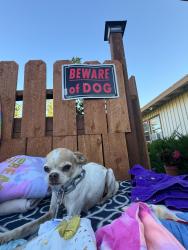 Reunited Female Dog last seen Palmdale blvd and Q17, Palmdale, CA 93550