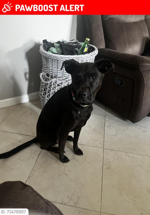 Lost Female Dog last seen 15th Ave and 169th st, North Miami Beach, FL 33162