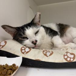 Shelter Stray Male Cat last seen , Animal Care & Control Team of Philly, 111 W Hunting Park Ave, Philadelphia, PA 19140, USA