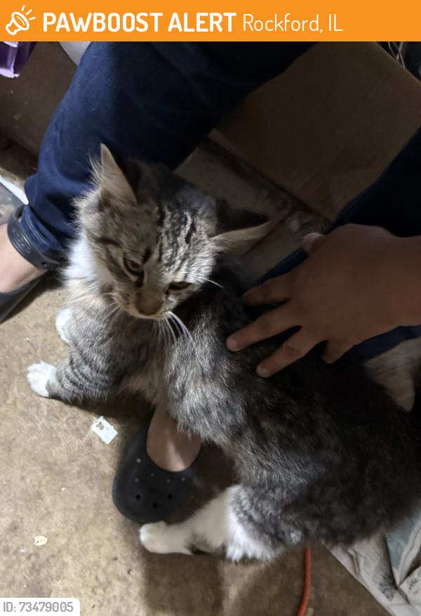 Found/Stray Unknown Cat last seen Newburg and Arnold, Rockford, IL 61104