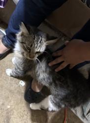 Found/Stray Unknown Cat last seen Newburg and Arnold, Rockford, IL 61104