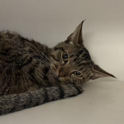 Shelter Stray Male Cat last seen , Animal Care & Control Team of Philly, 111 W Hunting Park Ave, Philadelphia, PA 19140, USA