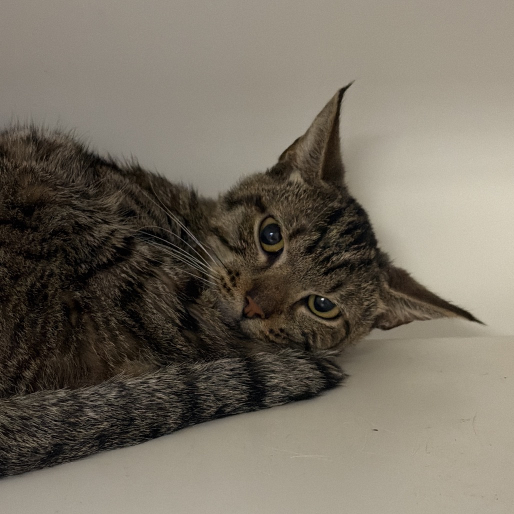Shelter Stray Male Cat last seen , Animal Care & Control Team of Philly, 111 W Hunting Park Ave, Philadelphia, PA 19140, USA