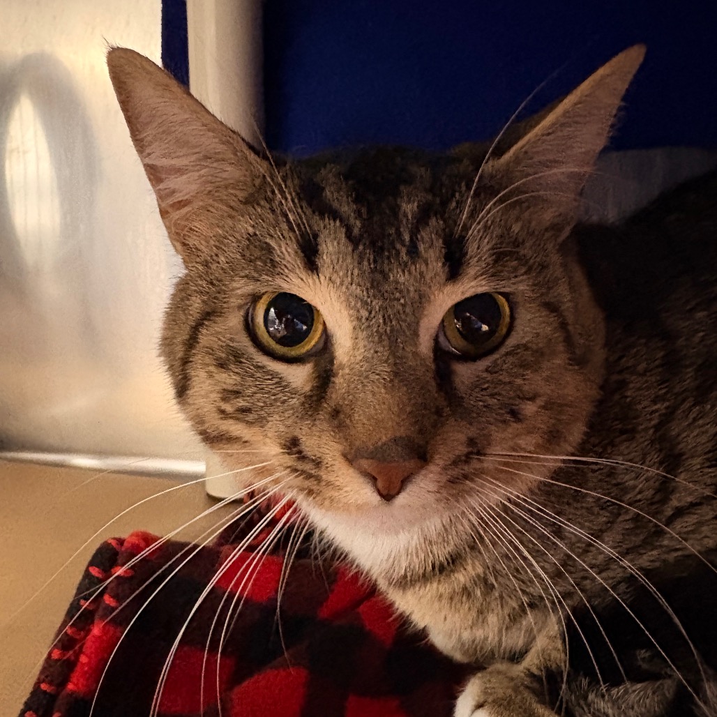 Shelter Stray Male Cat last seen , 328 Furman Hall Rd, Greenville, SC 29609, USA