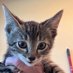 Shelter Stray Female Cat last seen , 3428 S Jenkins Ave, Norman, OK 73072, USA