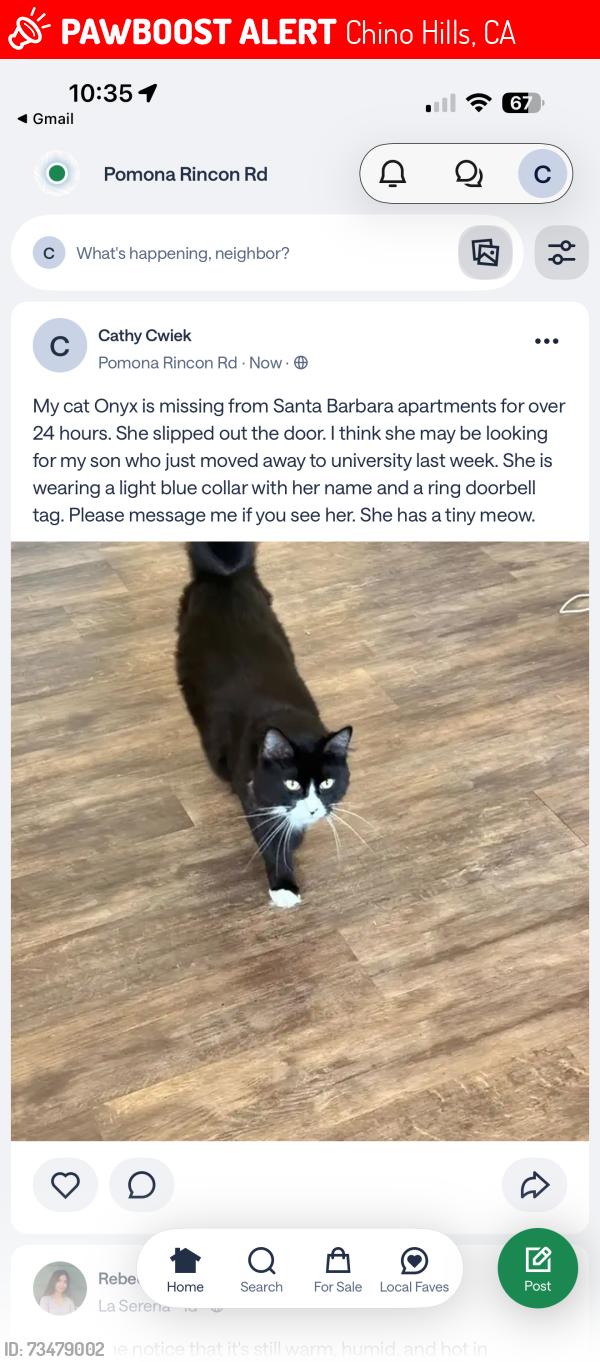 Lost Female Cat last seen Santa Barbara apmts, Chino Hills, CA 91709