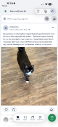Lost Female Cat last seen Santa Barbara apmts, Chino Hills, CA 91709