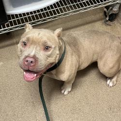 Shelter Stray Female Dog last seen , 4500 N Access Rd, Chattanooga, TN 37415, USA