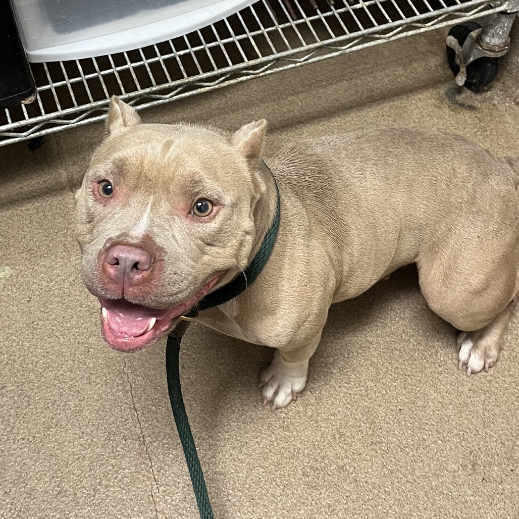 Shelter Stray Female Dog last seen , 4500 N Access Rd, Chattanooga, TN 37415, USA