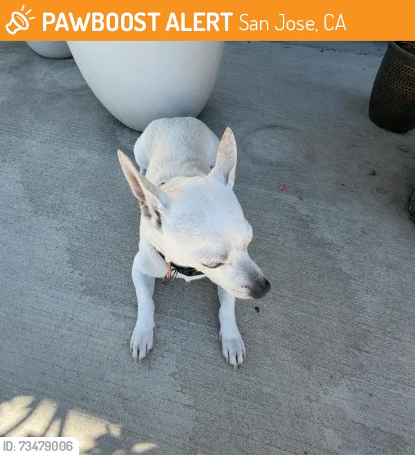 Found/Stray Male Dog last seen goodwill, San Jose, CA 95122