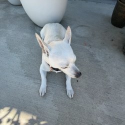 Found/Stray Male Dog last seen goodwill, San Jose, CA 95122