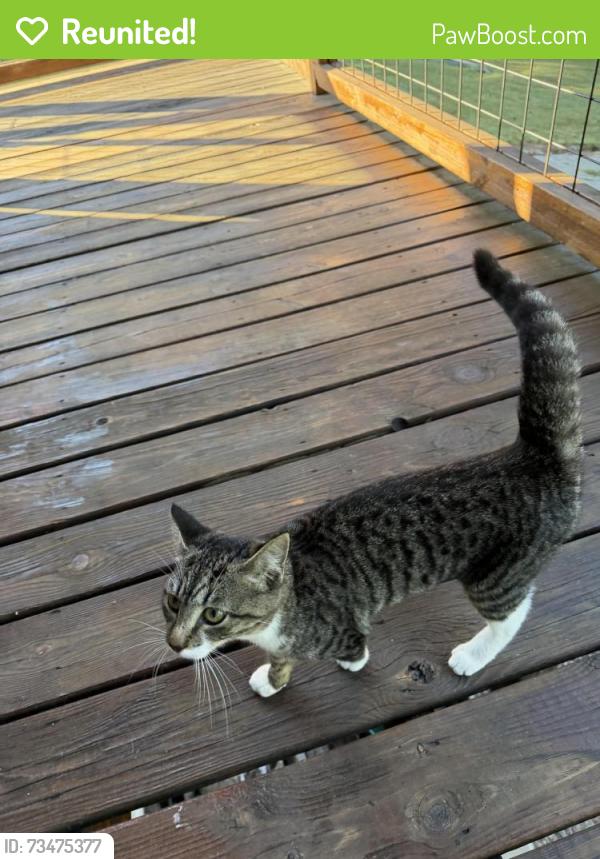 Reunited Female Cat last seen Intersection of Graham Road and Mooresville Rd (Hwy 150), Salisbury, NC 28144