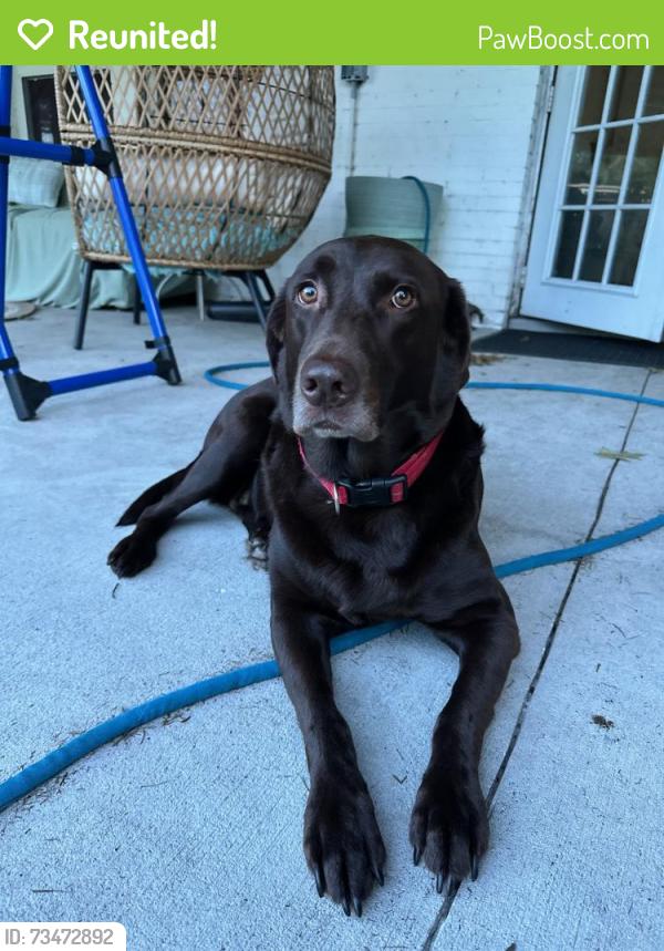 Reunited Female Dog last seen Sleepy Bear Lane, Sorrento, Lake County, FL 32776