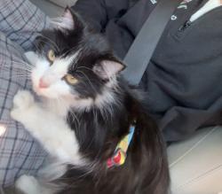Found/Stray Female Cat last seen Notre Dame Middle School, Shively, KY 40216