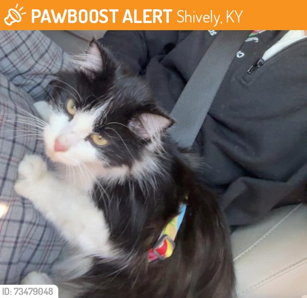 Found/Stray Female Cat last seen Notre Dame Middle School, Shively, KY 40216