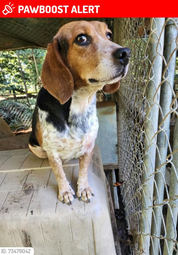 Lost Female Dog last seen N Spring run Rd and mcnally rd, Chesterfield County, VA 23112