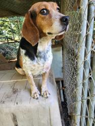 Lost Female Dog last seen N Spring run Rd and mcnally rd, Chesterfield County, VA 23112
