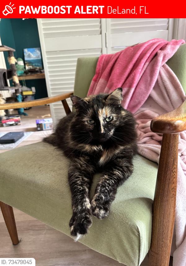 Lost Female Cat last seen Trails West, DeLand, FL 32724