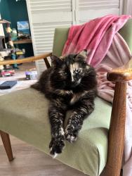 Lost Female Cat last seen Trails West, DeLand, FL 32724