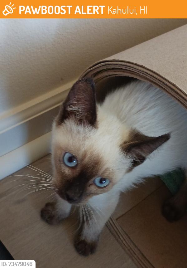 Rehomed Male Cat last seen Maa and Paa streets, Kahului, HI 96732
