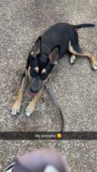 Reunited Female Dog last seen North st street, Jackson, MS 39206