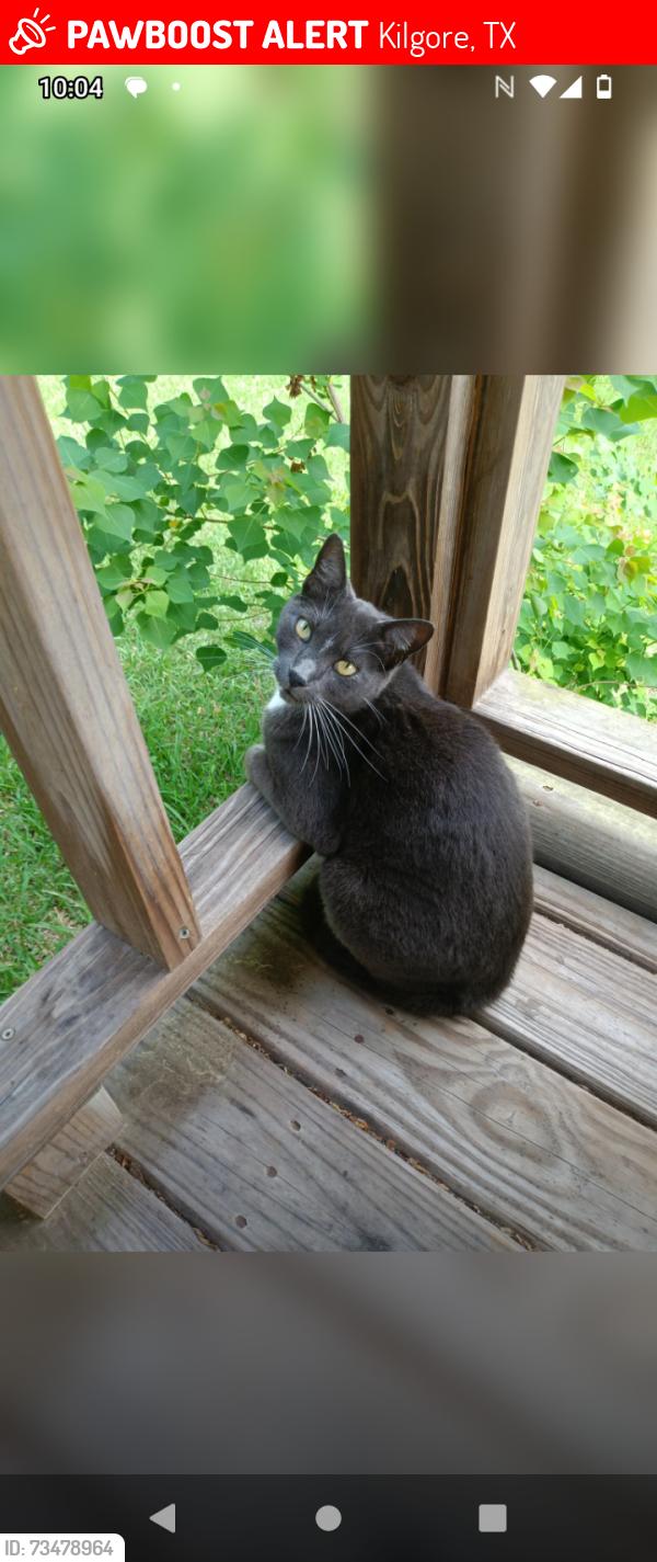 Lost Female Cat last seen Pine burr st., Kilgore, TX 75662