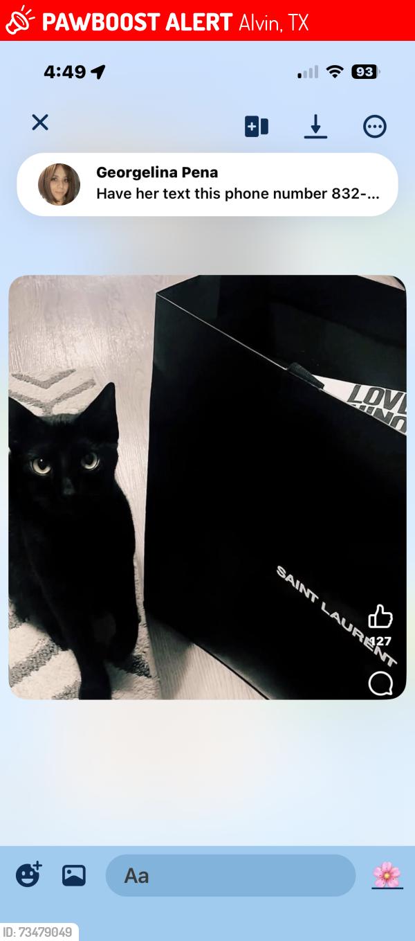 Lost Male Cat last seen Maggie Trail dr, Alvin, TX 77511