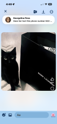 Lost Male Cat last seen Maggie Trail dr, Alvin, TX 77511