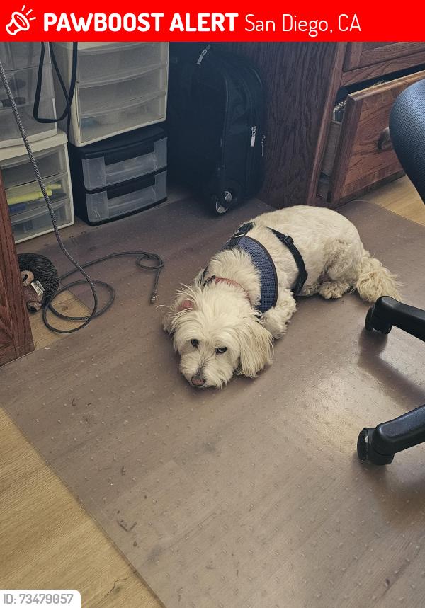 Lost Male Dog last seen Del Mar Trails, San Diego, CA 92130