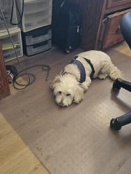 Lost Male Dog last seen Del Mar Trails, San Diego, CA 92130
