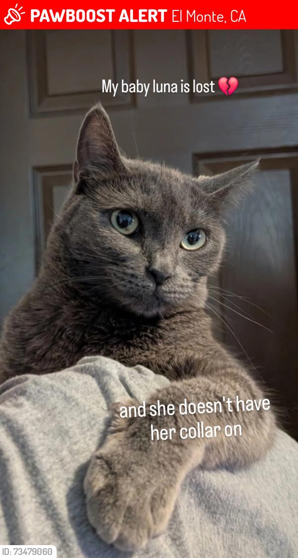 Lost Female Cat last seen Magnolia y durfee, El Monte, CA 91732