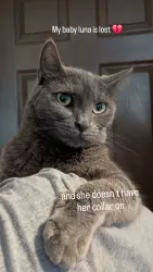 Lost Female Cat last seen Magnolia y durfee, El Monte, CA 91732