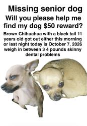 Lost Female Dog last seen Is Michigan and 10th St.46201 area, Indianapolis, IN 46201