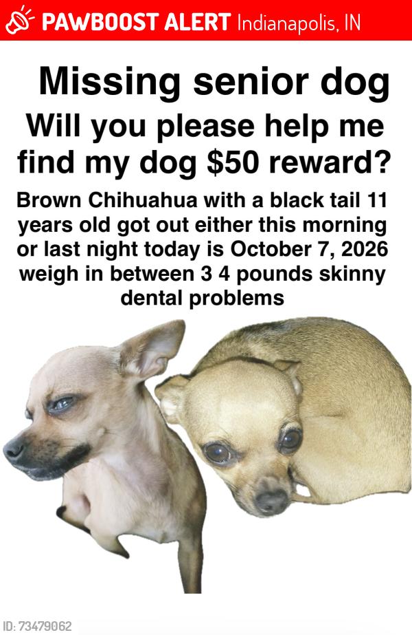 Lost Female Dog last seen Is Michigan and 10th St.46201 area, Indianapolis, IN 46201