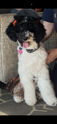 Reunited Female Dog last seen southern hills golf course, Brooksville, FL 34601