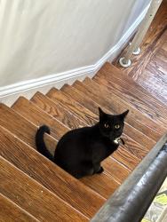 Reunited Female Cat last seen Blair St. & E Colombia, Philadelphia, PA 19125