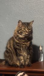 Lost Female Cat last seen Beaumont ave, Oxnard, CA 93033