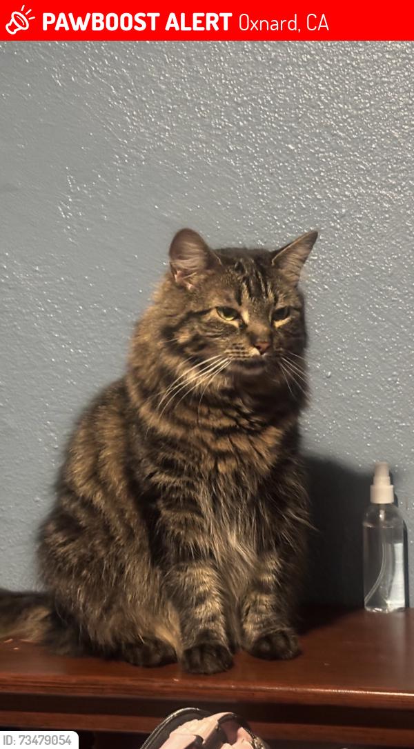 Lost Female Cat last seen Beaumont ave, Oxnard, CA 93033
