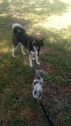 Reunited Unknown Dog last seen Highland Hills Rd, Dallas, TX 75241