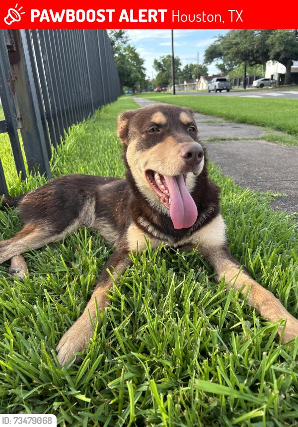 Lost Male Dog last seen Broadway, Houston, TX 77012