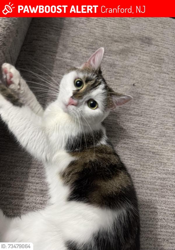 Lost Female Cat last seen Rose street and cranford terrace, Cranford, NJ 07016