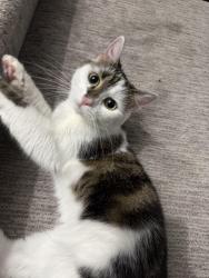 Lost Female Cat last seen Rose street and cranford terrace, Cranford, NJ 07016