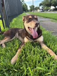 Lost Male Dog last seen Broadway, Houston, TX 77012