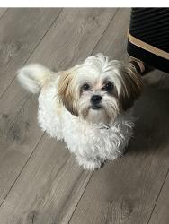 Lost Female Dog last seen Near and central ave, Albuquerque, NM 87121